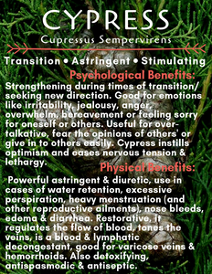 Cypress (Cupressus Sempervirens) Essential Oil