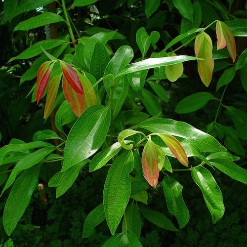Cinnamon Leaf (Cinnamomum zeylanium) Organic Essential Oil