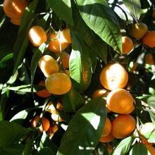Mandarin (Citrus reticulata) Essential Oil