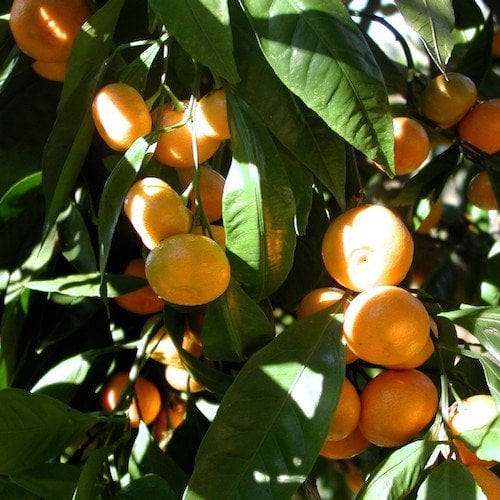Mandarin (Citrus reticulata) Essential Oil