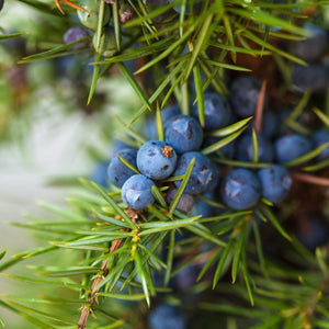 Juniper Berry (Juniperus communis) Essential Oil