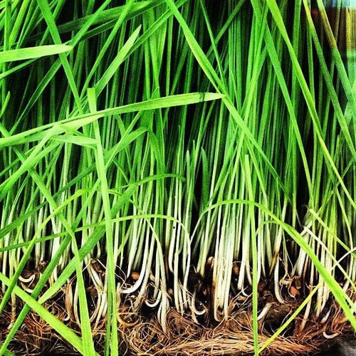 Lemongrass (Cymbopogon flexuosus) Organic Essential Oil