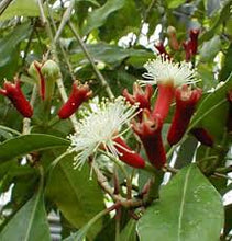 Clove Bud (Syzygium aromaticum) Organic Essential Oil