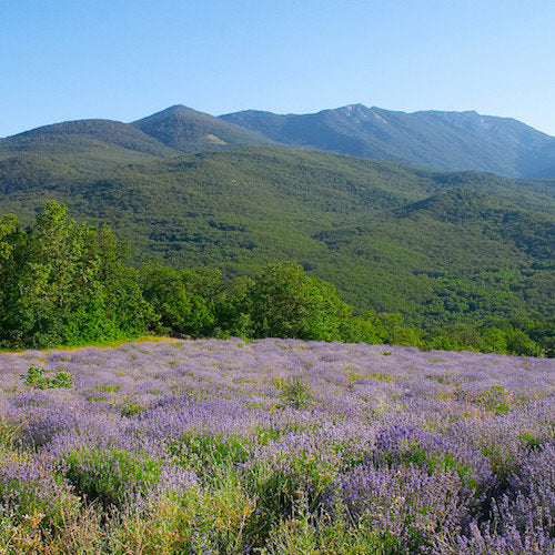 alpine lavender plants Lavender (Lavendula angustifolia) Essential Oil – Scents Of Wellbeing