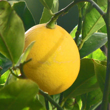 Lemon (Citrus limonum) Essential Oil