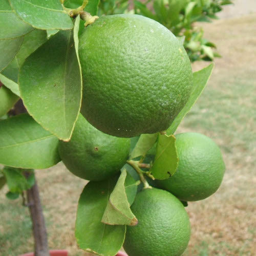 Lime (Citrus aurantifolia) Organic Essential Oil