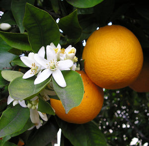 Sweet Orange (Citrus sinensis) Organic Essential Oil