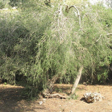 Tea Tree (Melaleuca alternifolia) Organic Essential Oil
